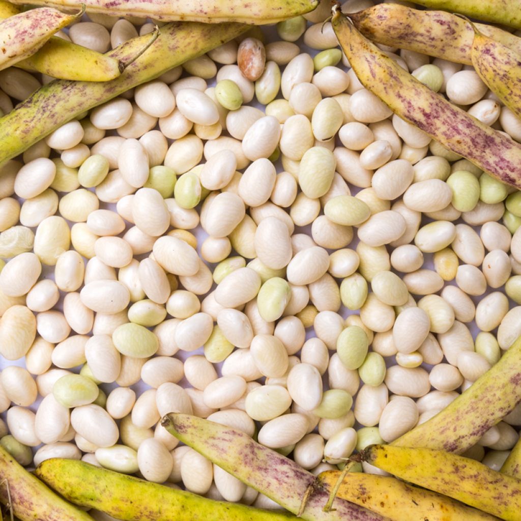 Bush Dry Bean Cannellino