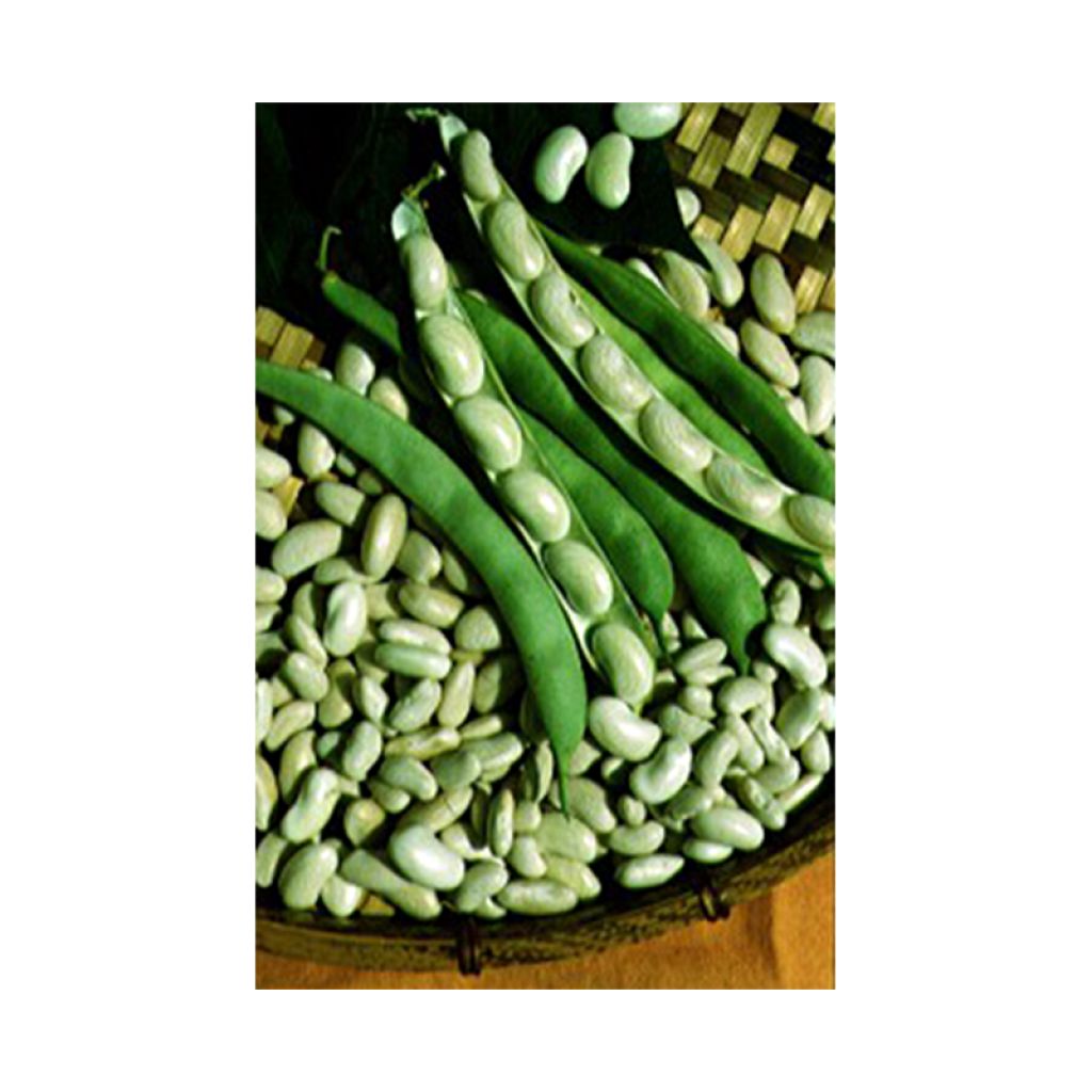 Dwarf Bean for shelling Michelet long pod