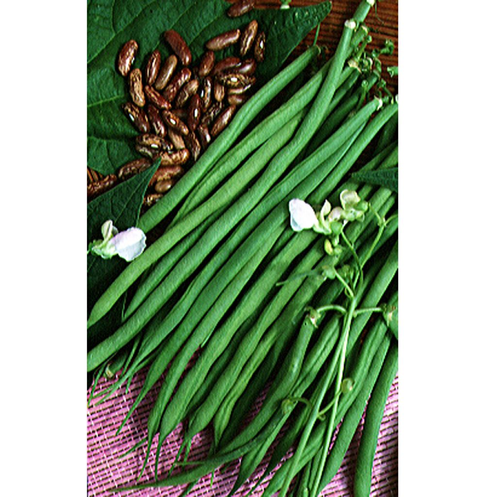 Dwarf French Bean Fin de Bagnols