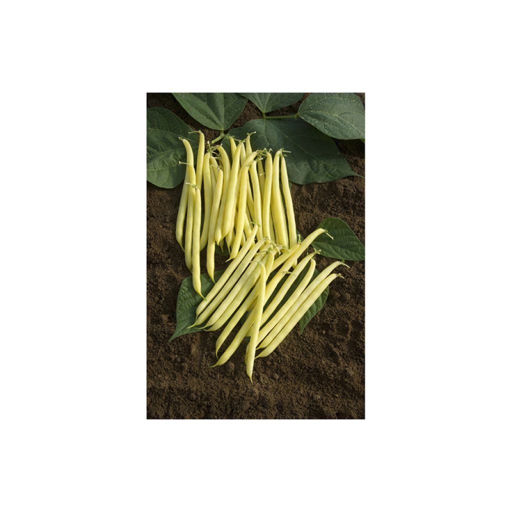 Dwarf mangetout butter bean Fructidor