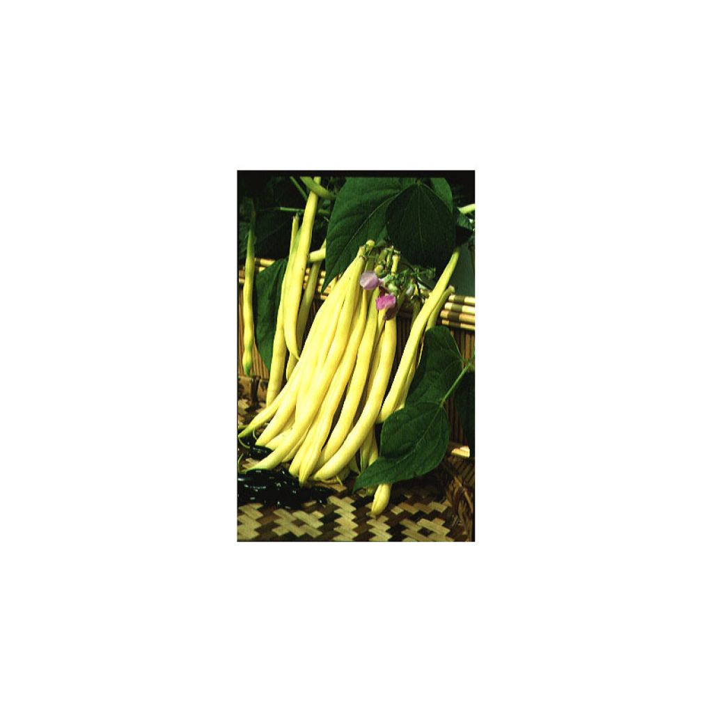 Dwarf French Bean Major