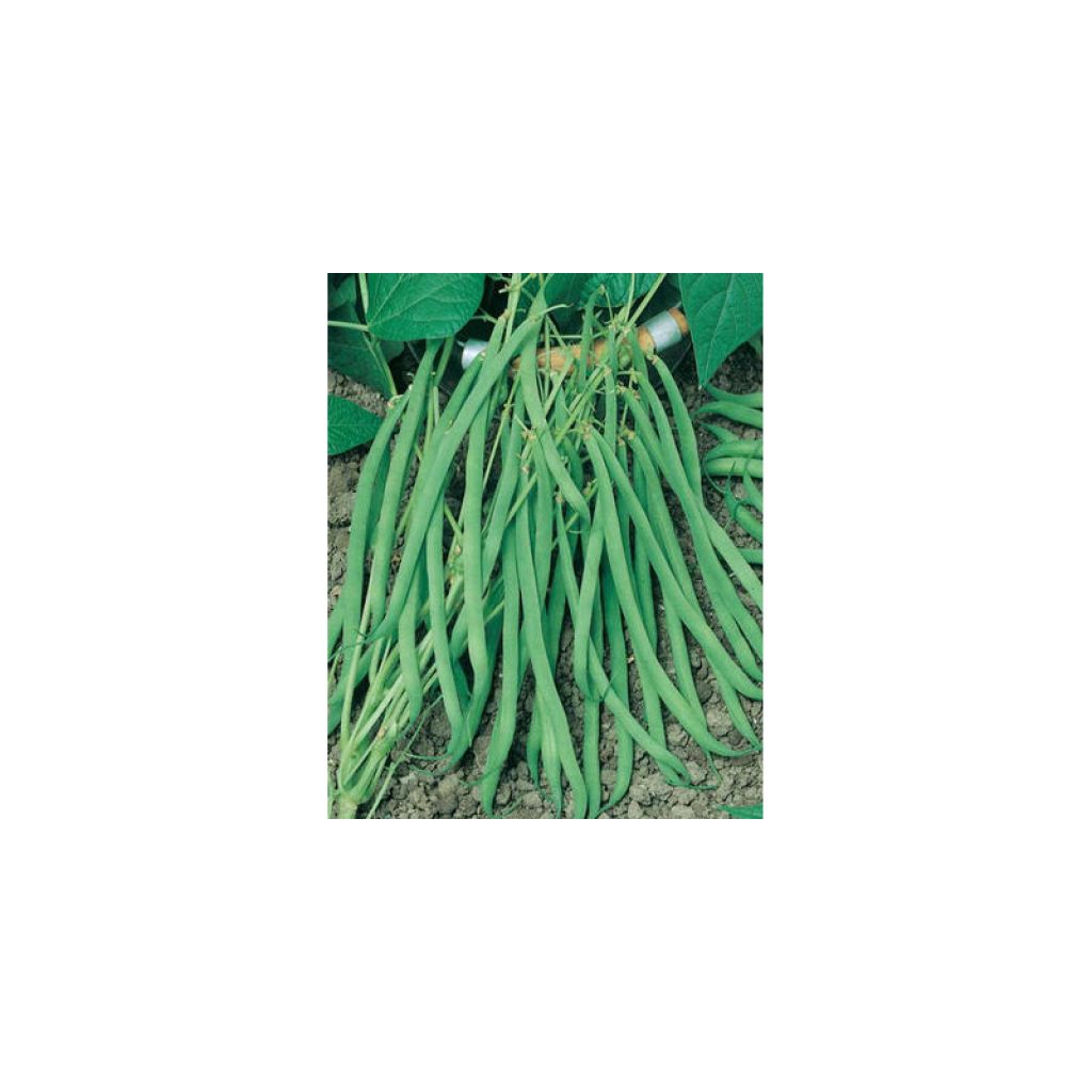 Dwarf snap bean Argus