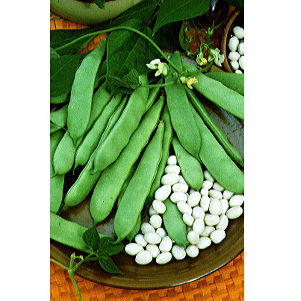 Bush Shell Bean Coco