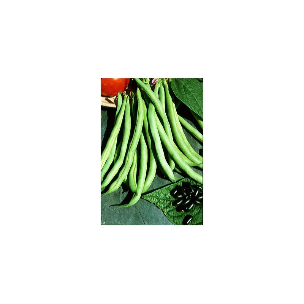 Dwarf snap bean La Victoire