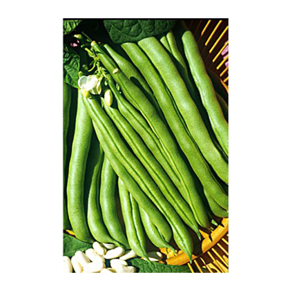 Pole Dry Bean De Soissons