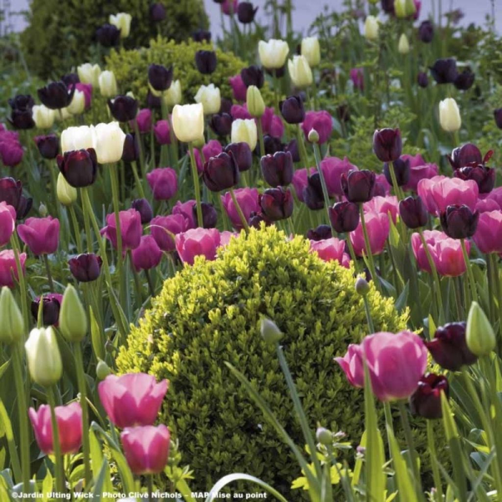 Harmony of Clair Obscur Tulips
