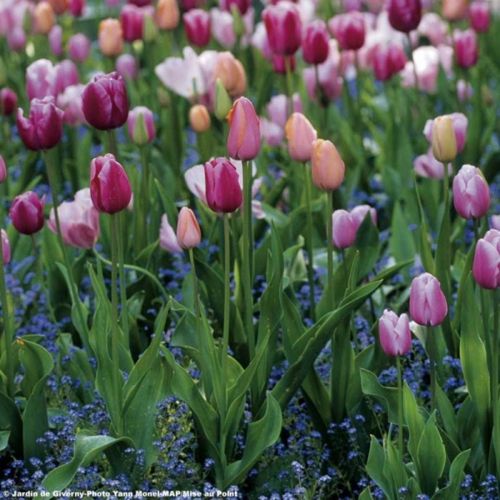 Harmony of Sweet Parma Tulips