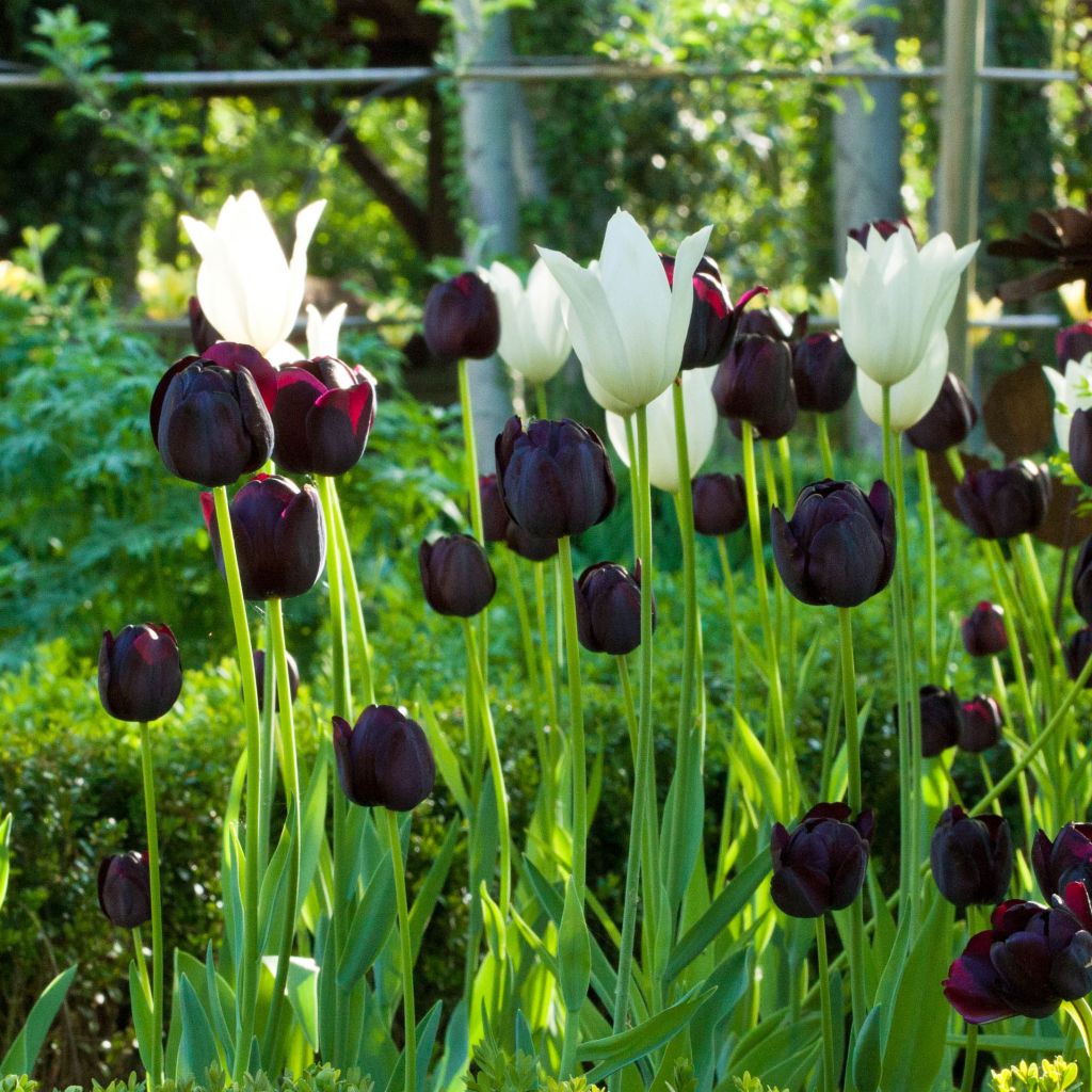 Collection of Contrasting Tulips