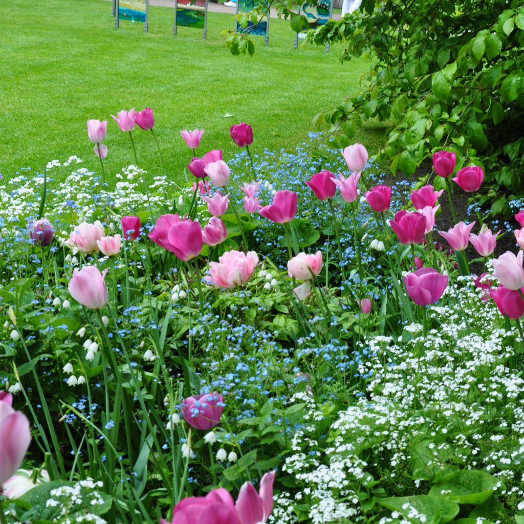Harmony of Pink Tulips
