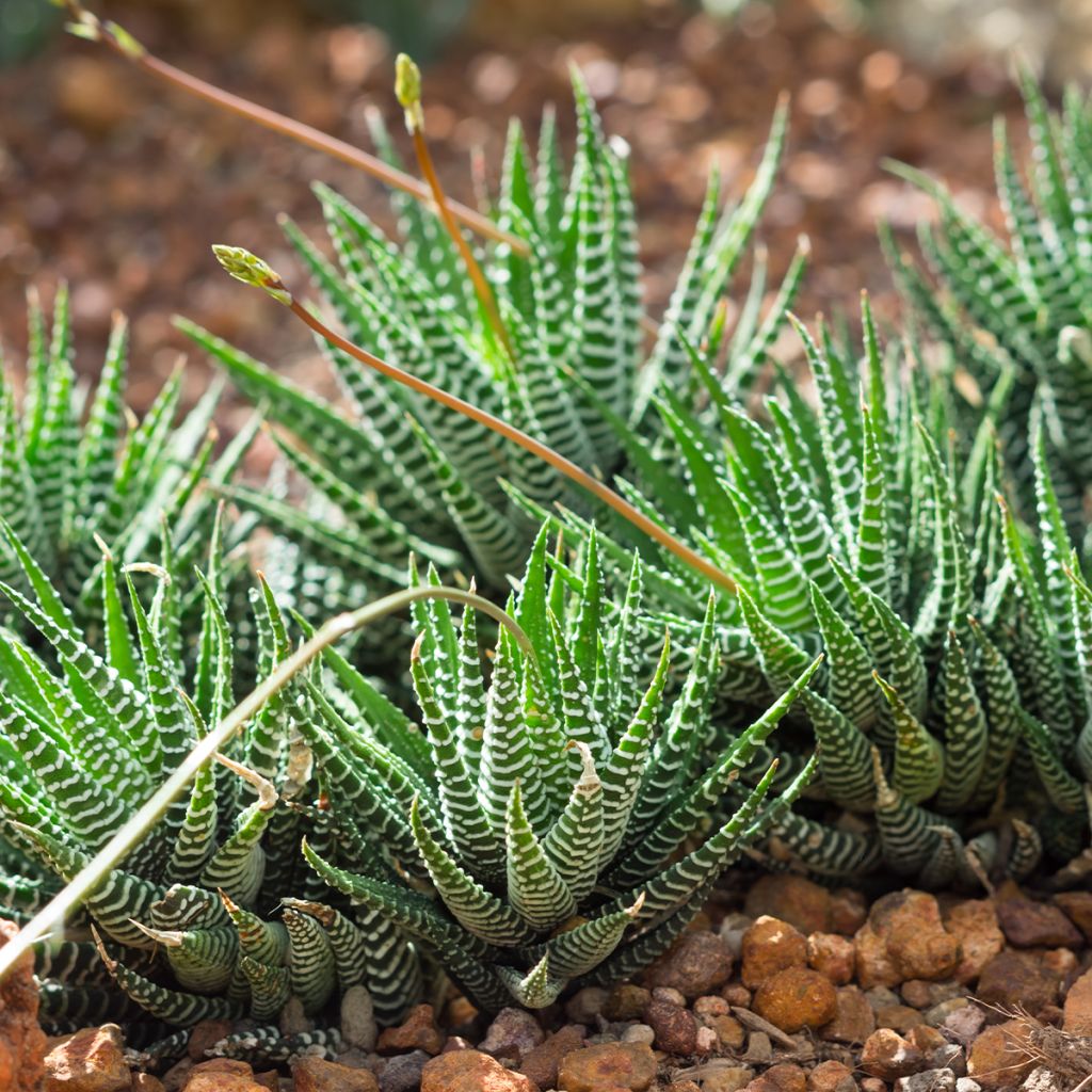 Haworthia fasciata 'Big Band' - Plante zèbre Big Band