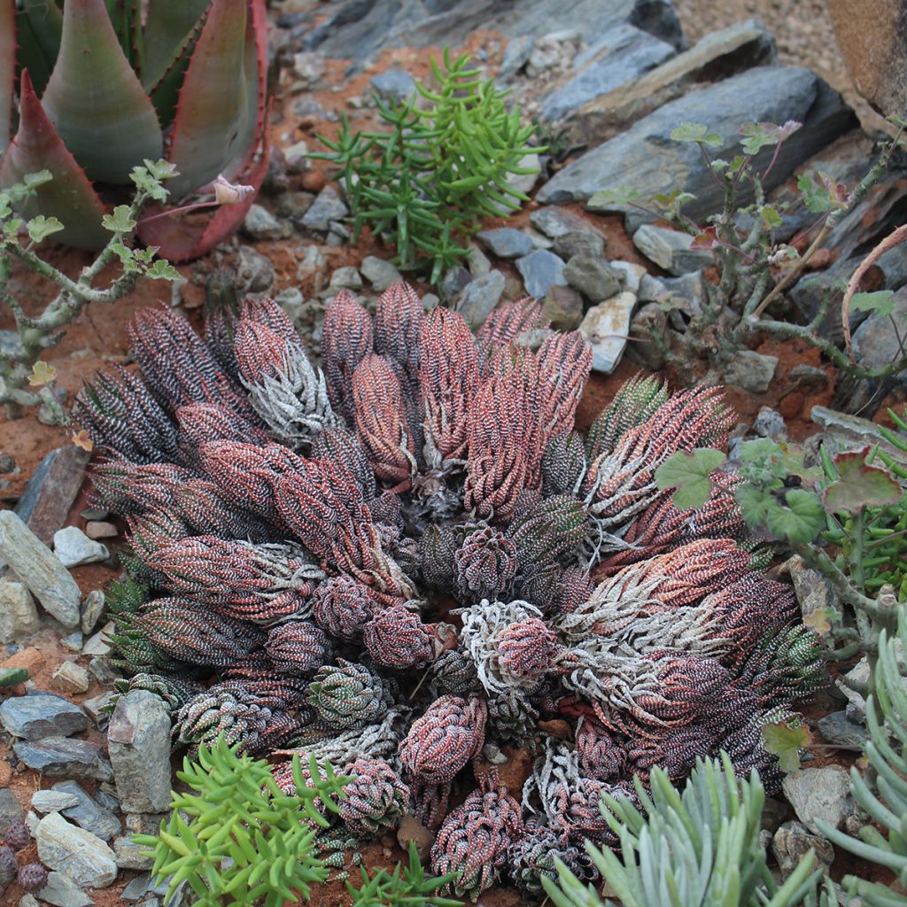 Haworthiopsis reinwardtii - Reinwardt Haworthia, zebra plant