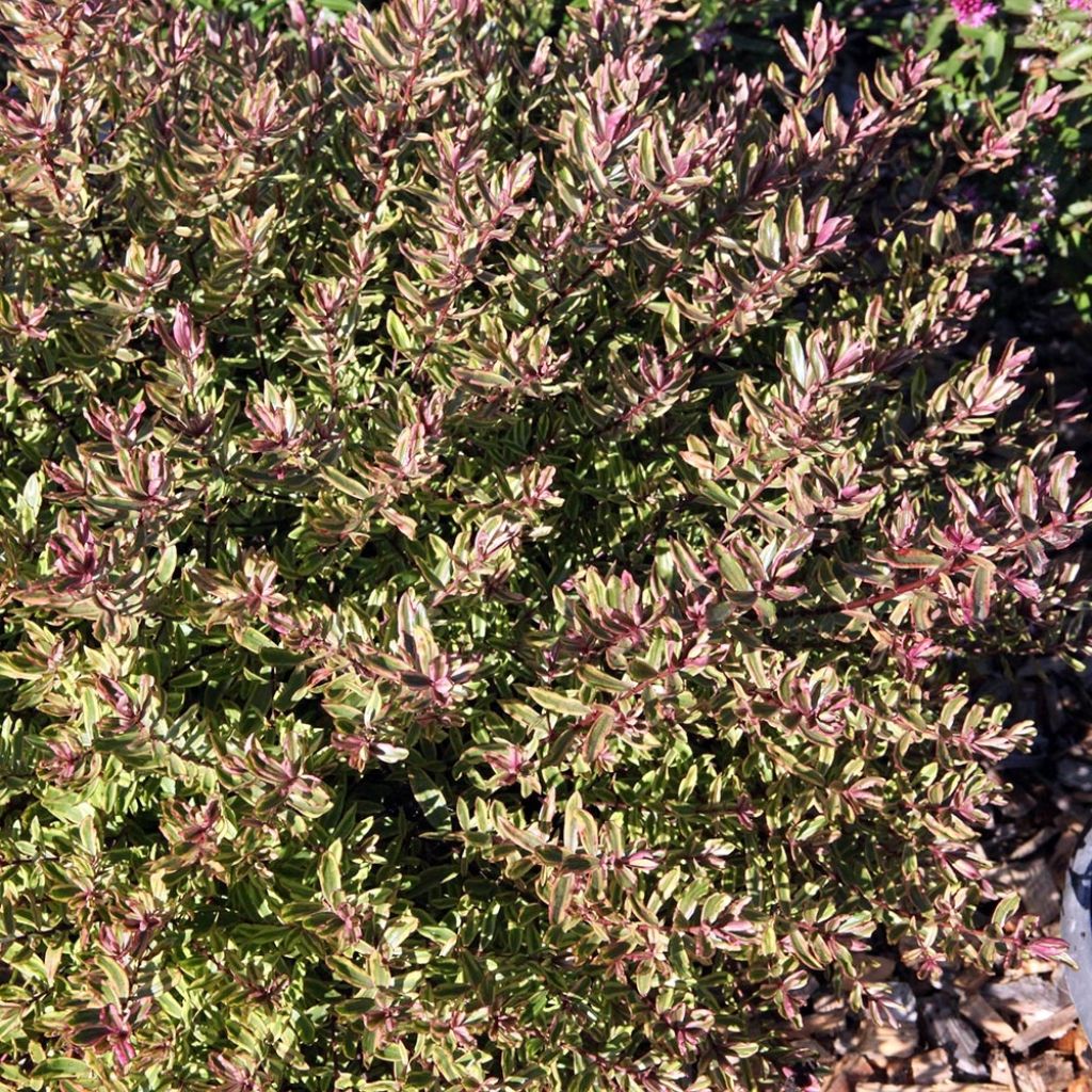 Hebe Purple Shamrock Neprock