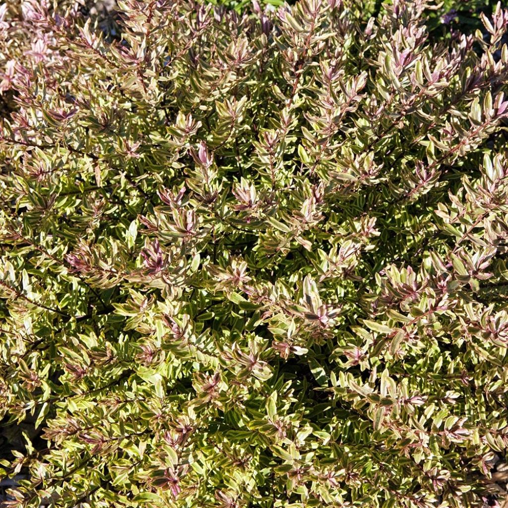 Hebe Purple Shamrock Neprock