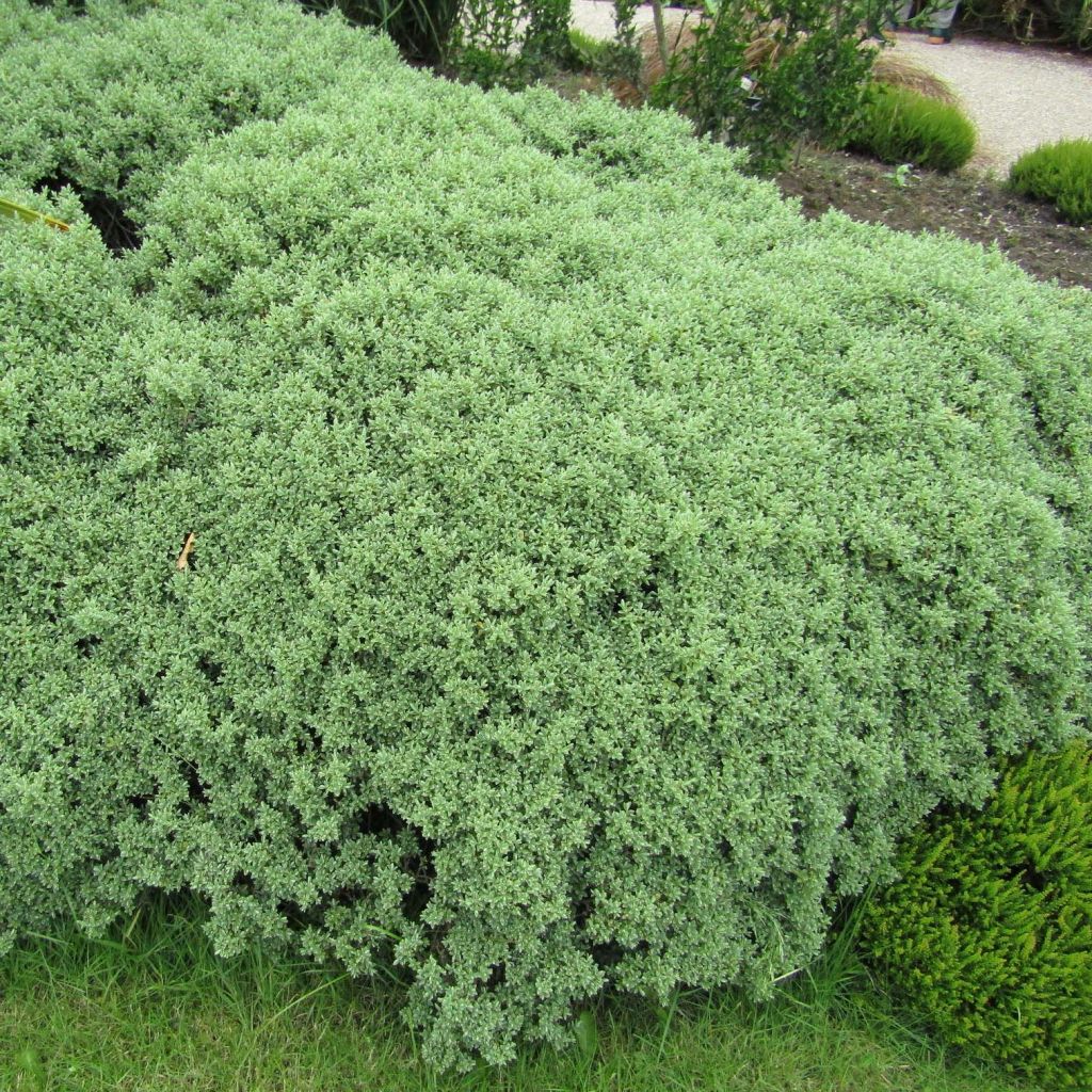 Hebe pinguifolia Sutherlandii