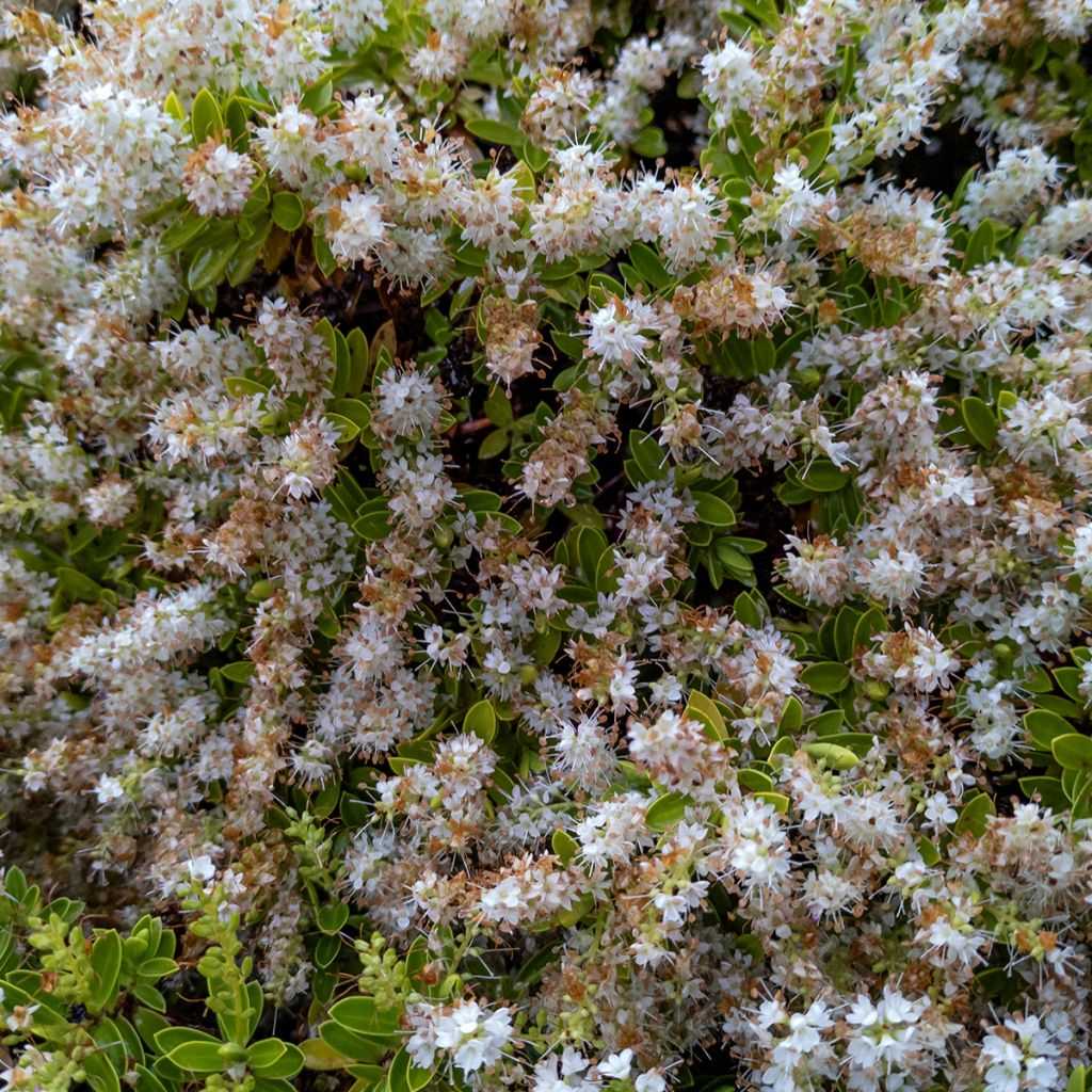 Hebe pinguifolia Sutherlandii