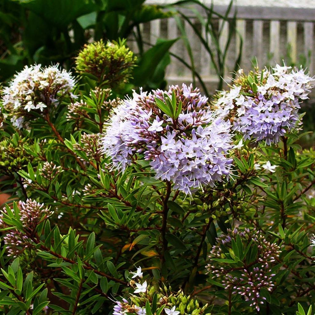 Hebe diosmifolia - Shrubby Veronica