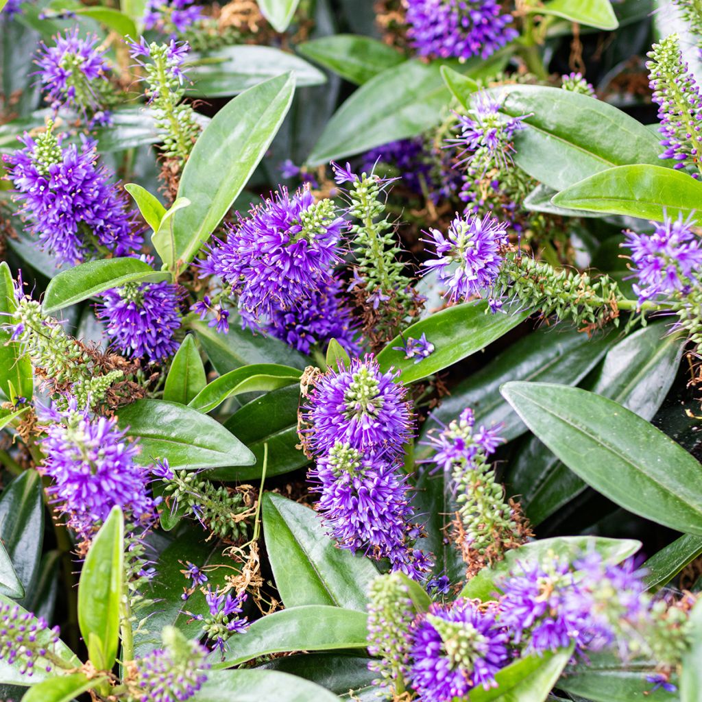 Hebe franciscana Blue Gem