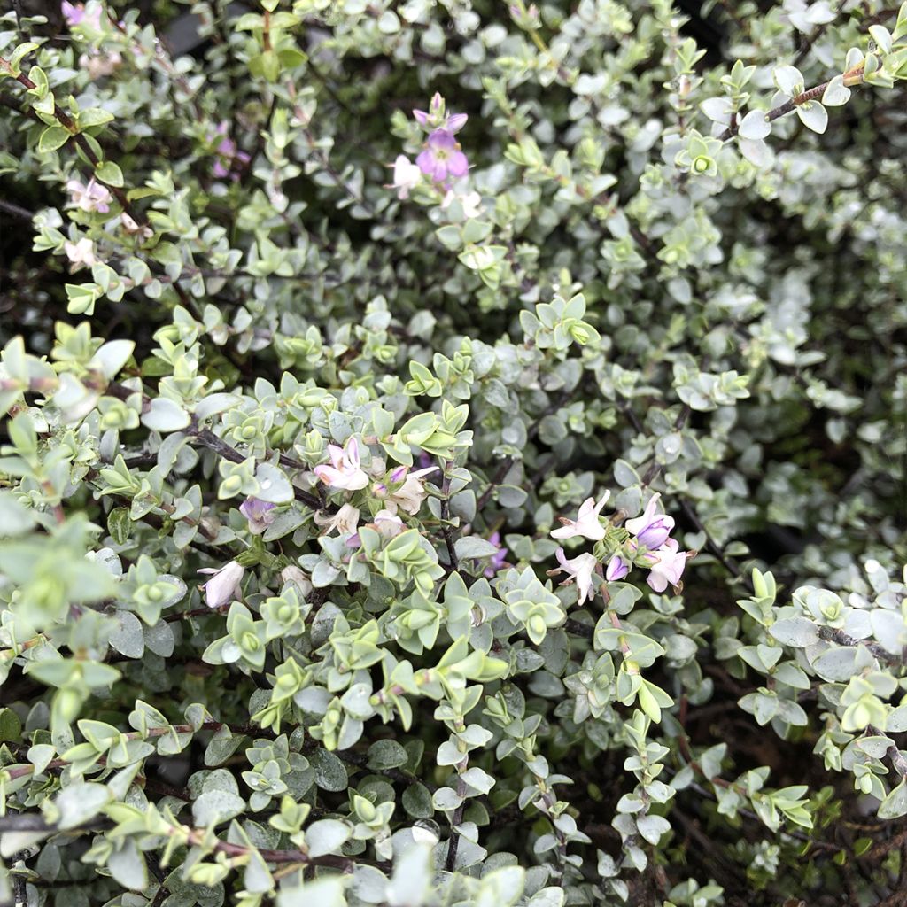 Hebe pimeleoides Quicksilver
