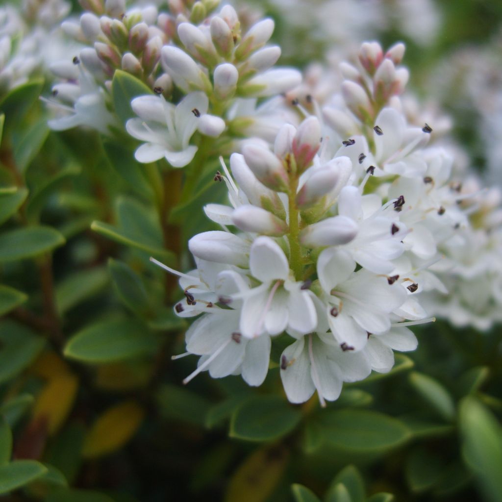 Hebe vernicosa - Shrubby Veronica