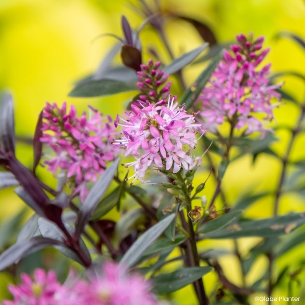 Hebe Magicolors® Black Magic - Shrubby veronica