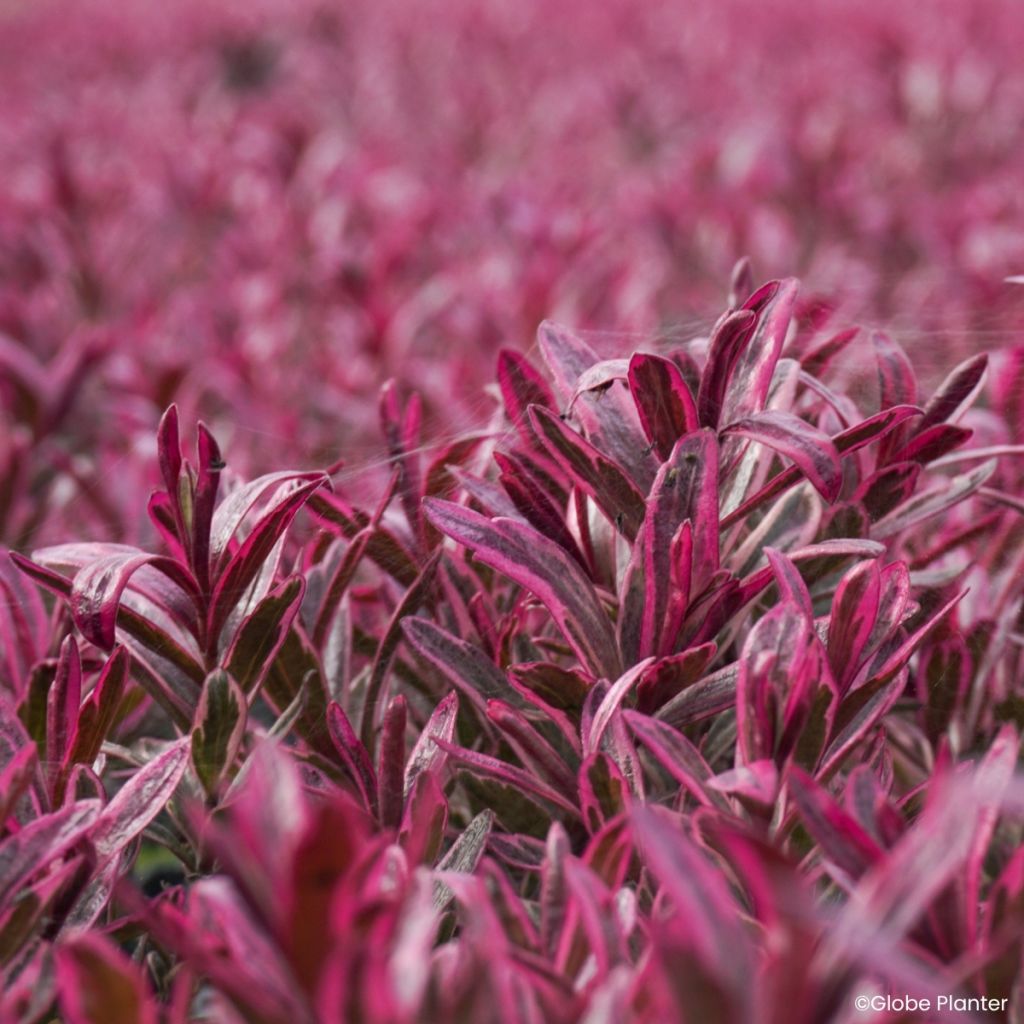 Hebe Magicolors® Black Magic - Shrubby veronica