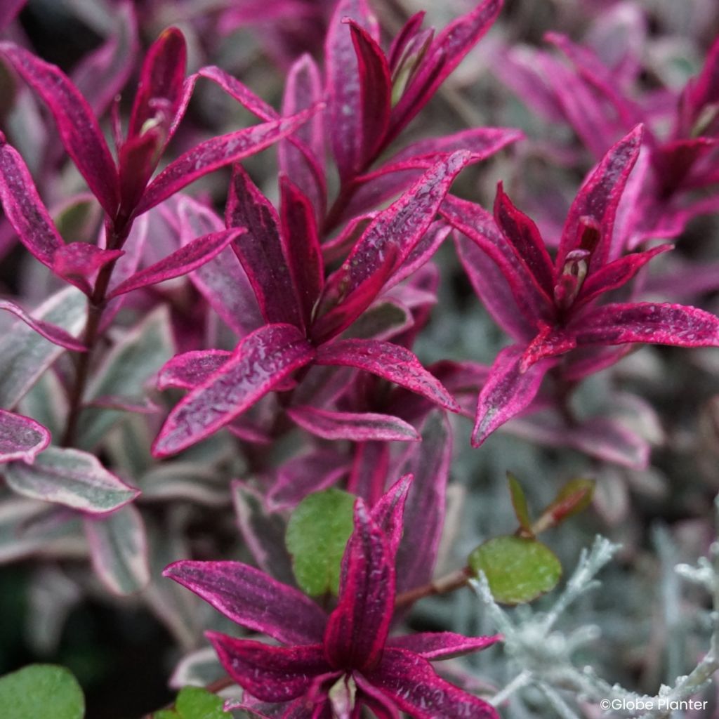Hebe Magic Summer - Shrubby veronica
