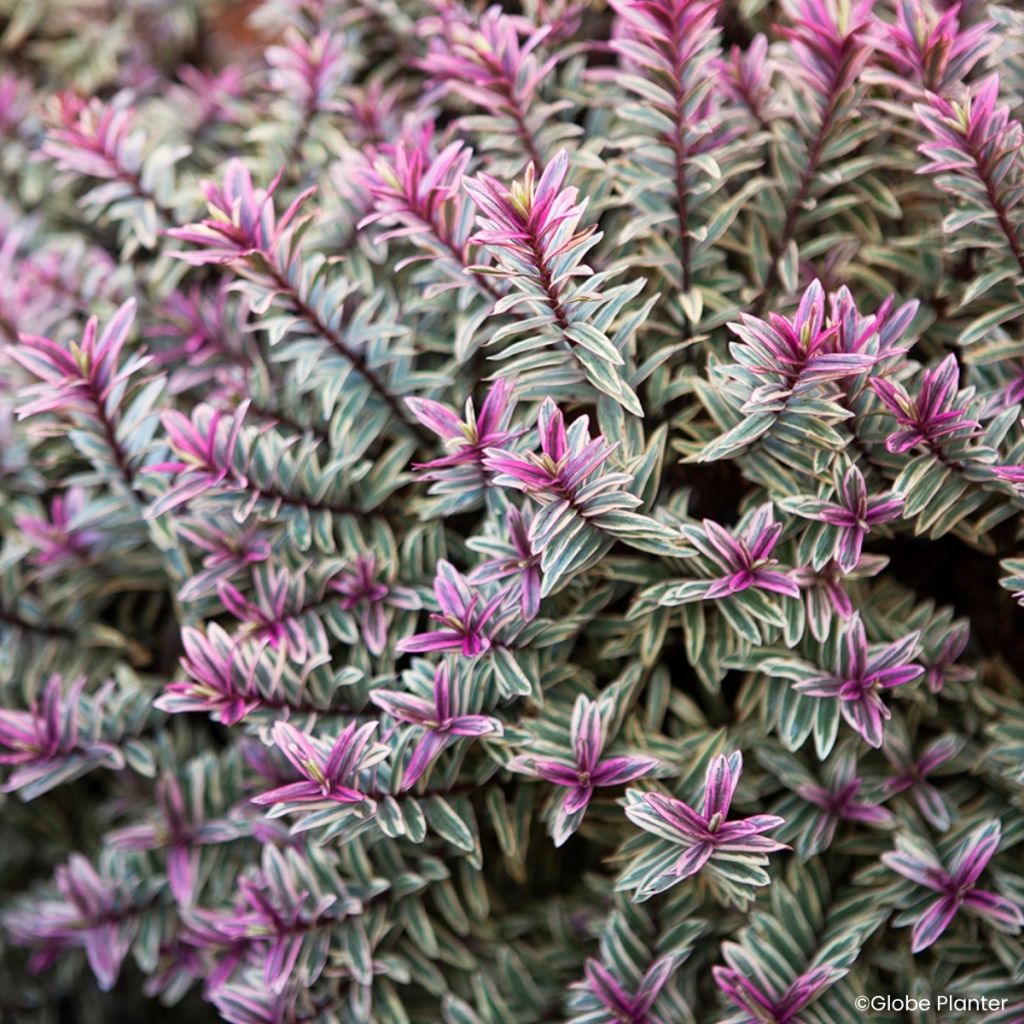Hebe Magic Summer - Shrubby veronica