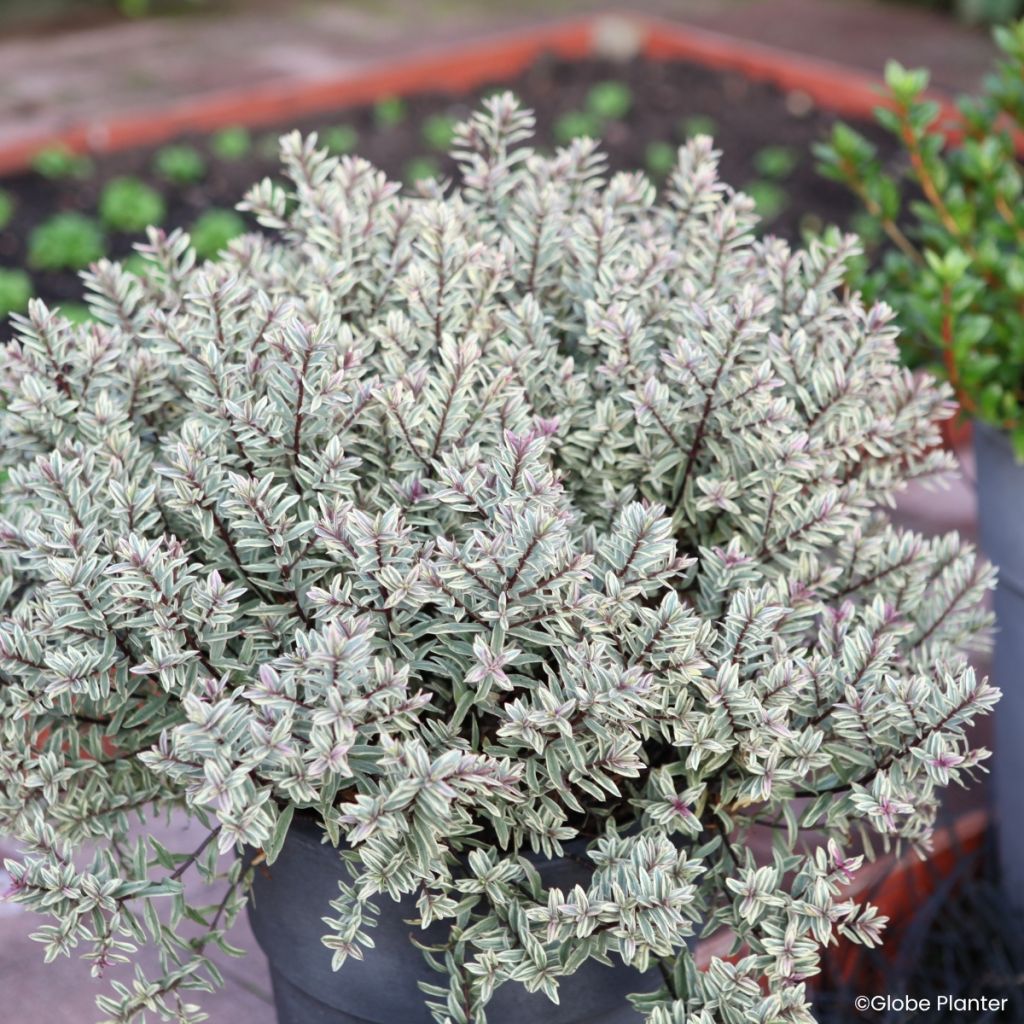 Hebe Magic Summer - Shrubby veronica