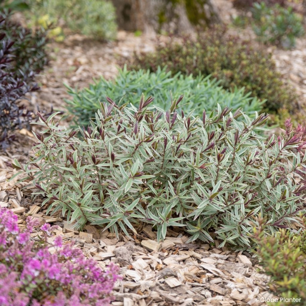 Hebe Colour Dream - Shrubby veronica