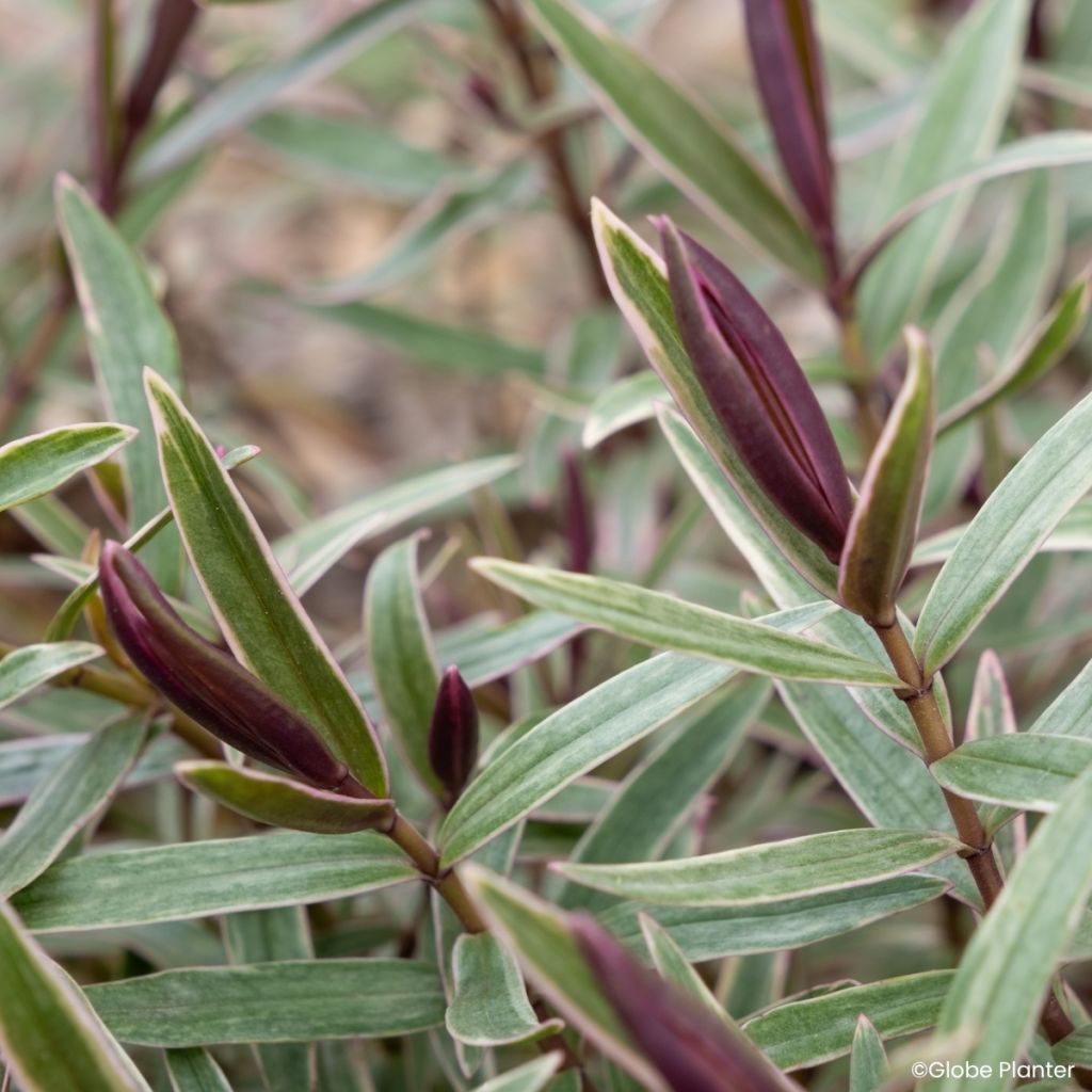 Hebe Colour Dream - Shrubby veronica