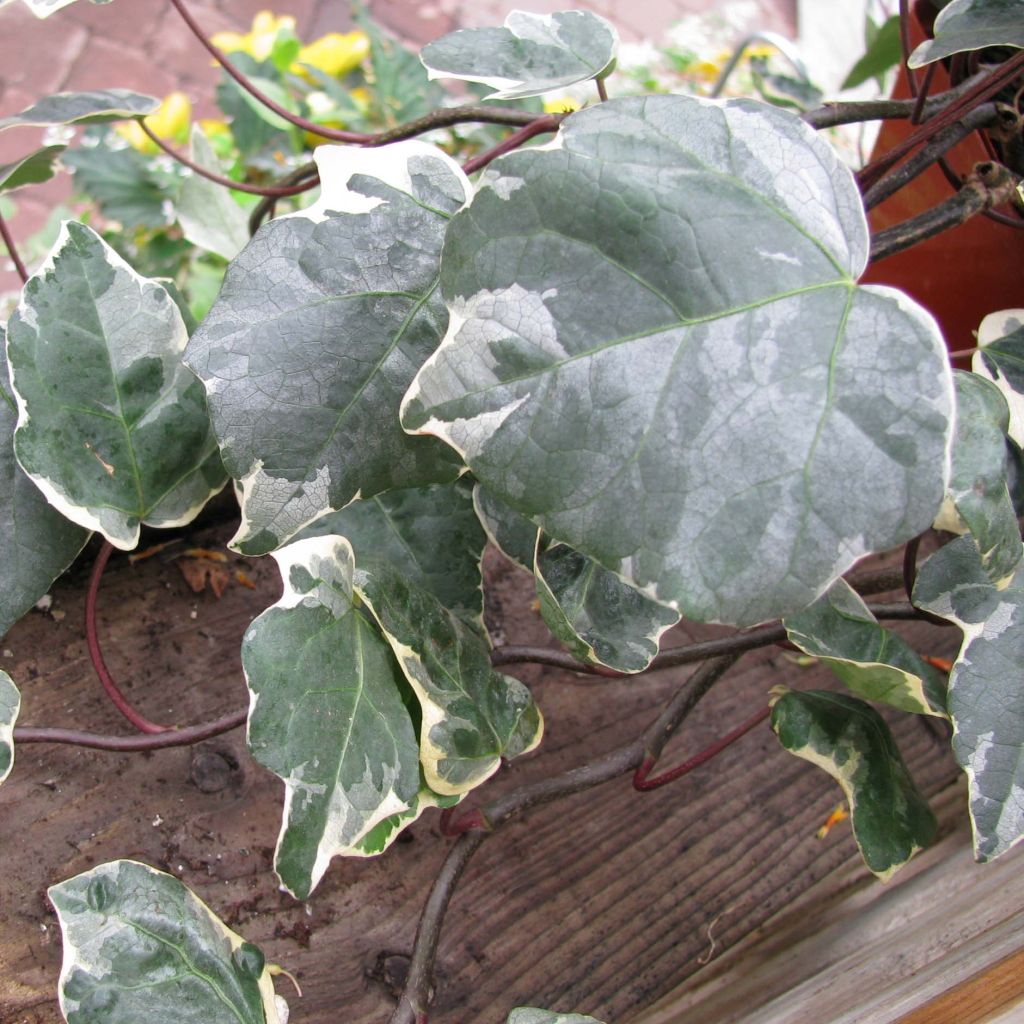 Hedera algeriensis Gloire de Marengo - Algerian Ivy