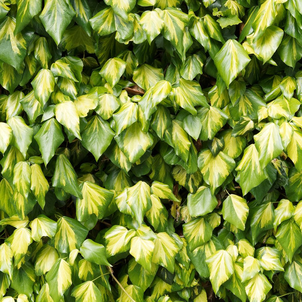Hedera colchica 'Sulphur Heart'