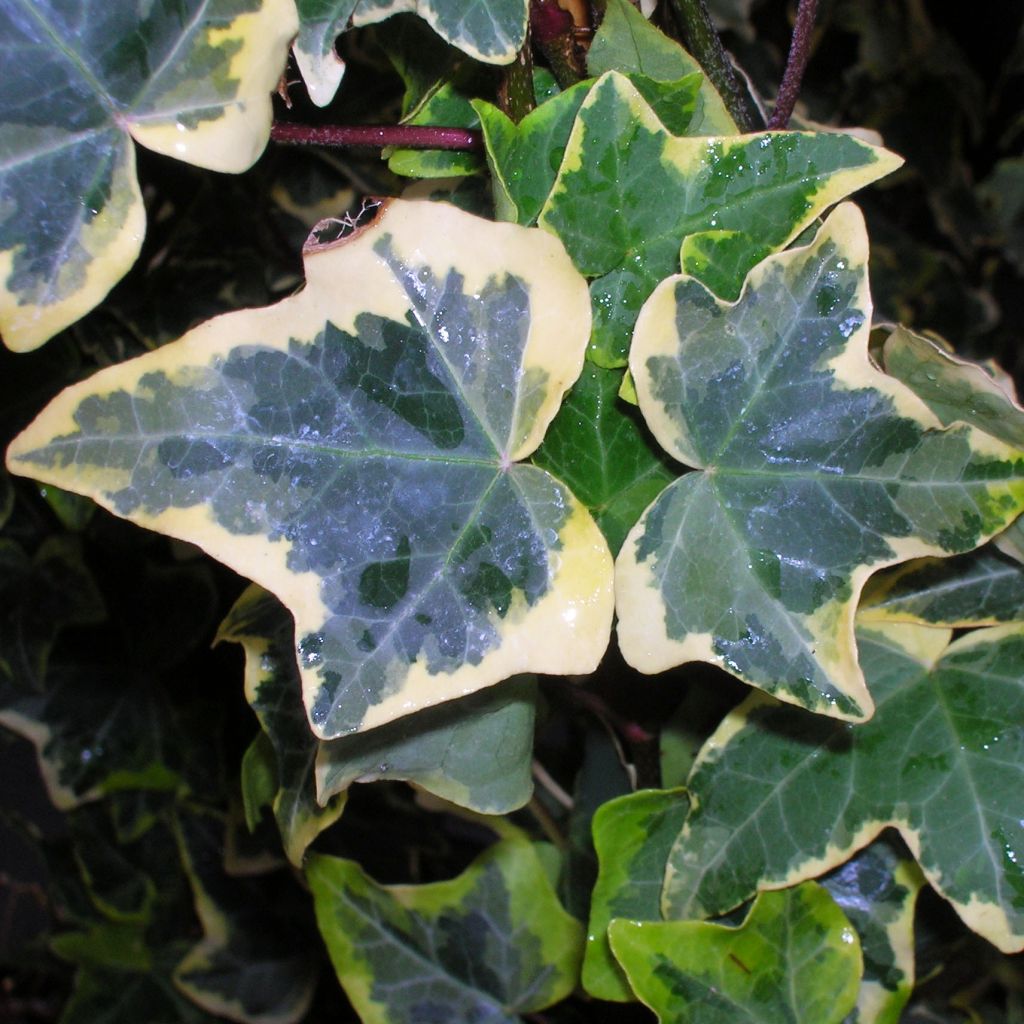 Hedera helix Goldchild - Common Ivy