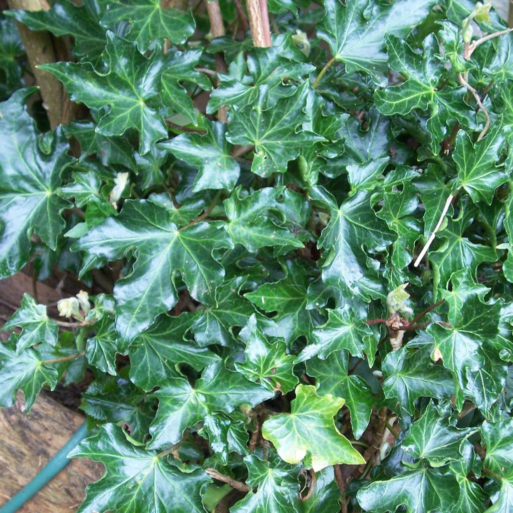 Hedera helix Ivalace - Common Ivy