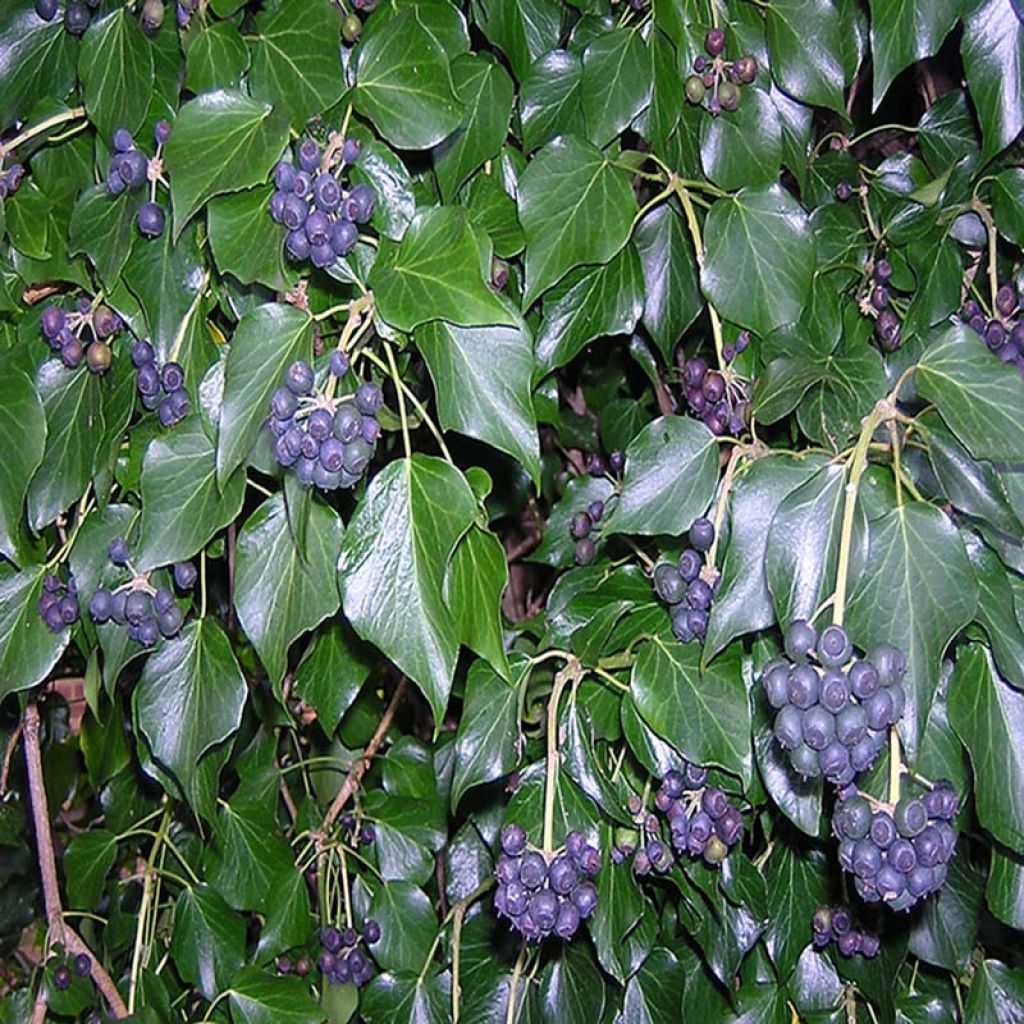 Hedera hibernica - Irish ivy