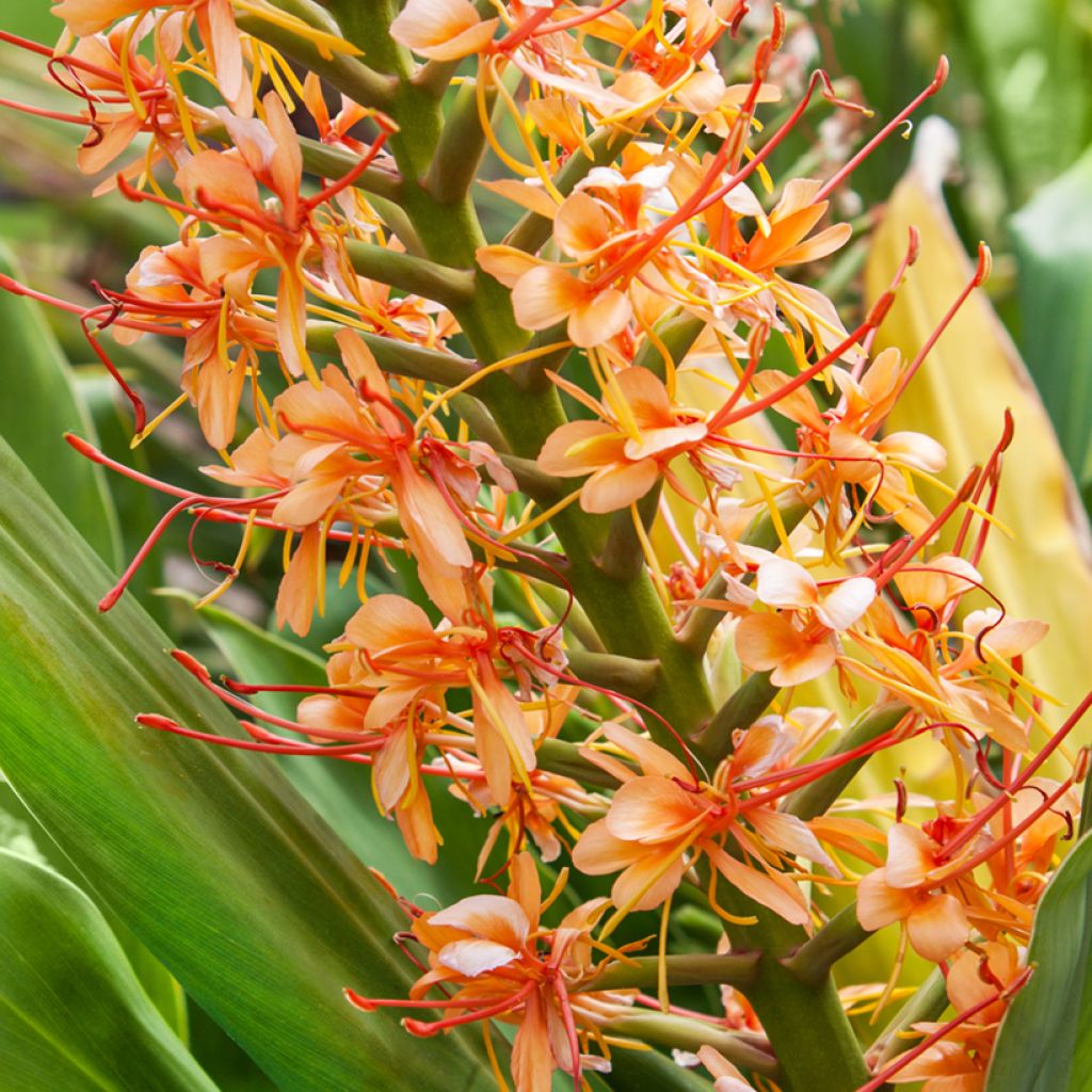 Hedychium coccineum Tara - Ginger Lily