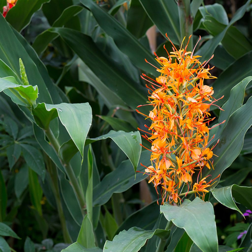 Hedychium coccineum Tara - Ginger Lily
