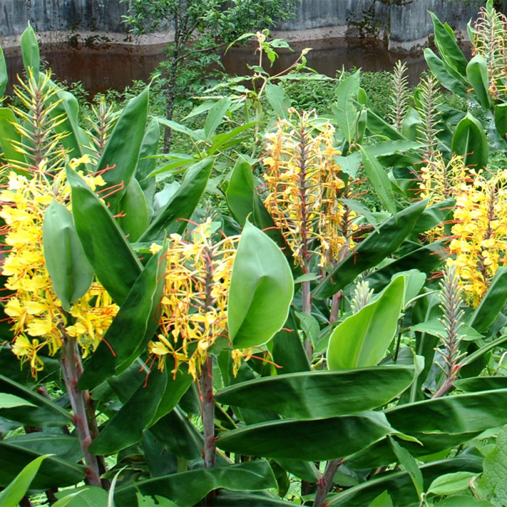 Hedychium gardnerianum - Longose en pot