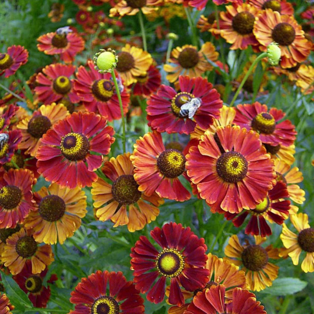 Helenium Dunkle Pracht