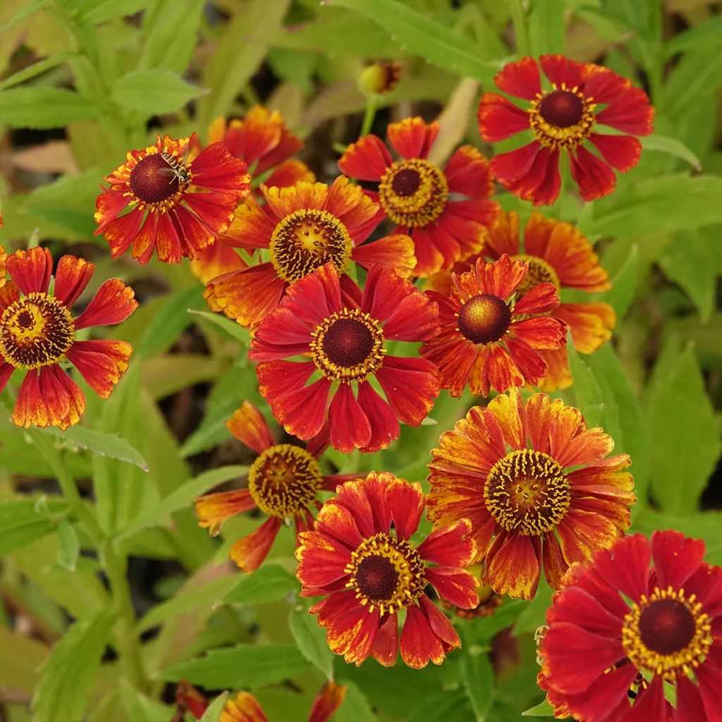 Helenium Flammendes Katchen - Sneezeweed
