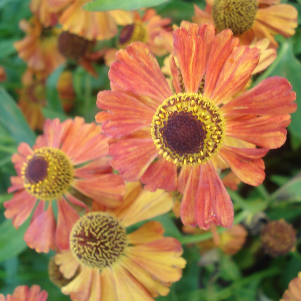 Helenium Flammenspiel