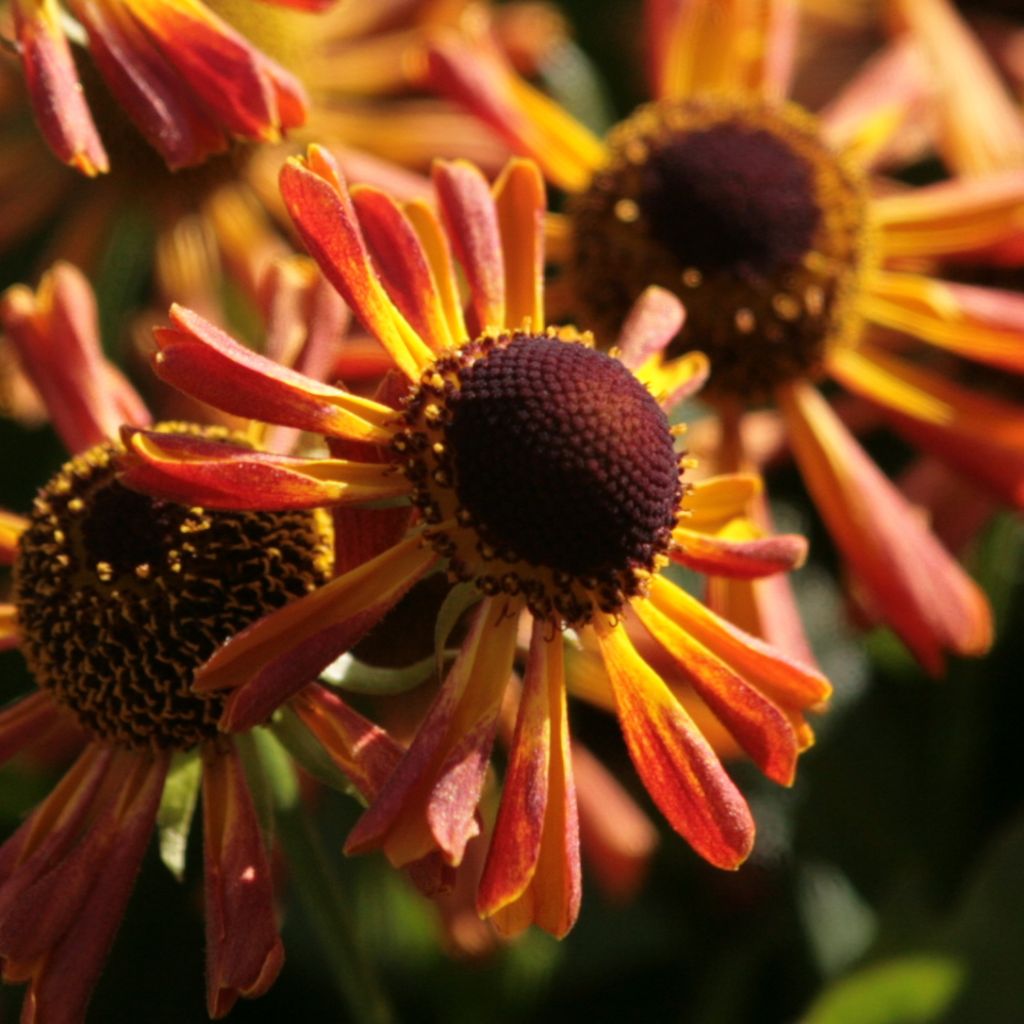 Helenium Loysder Wieck