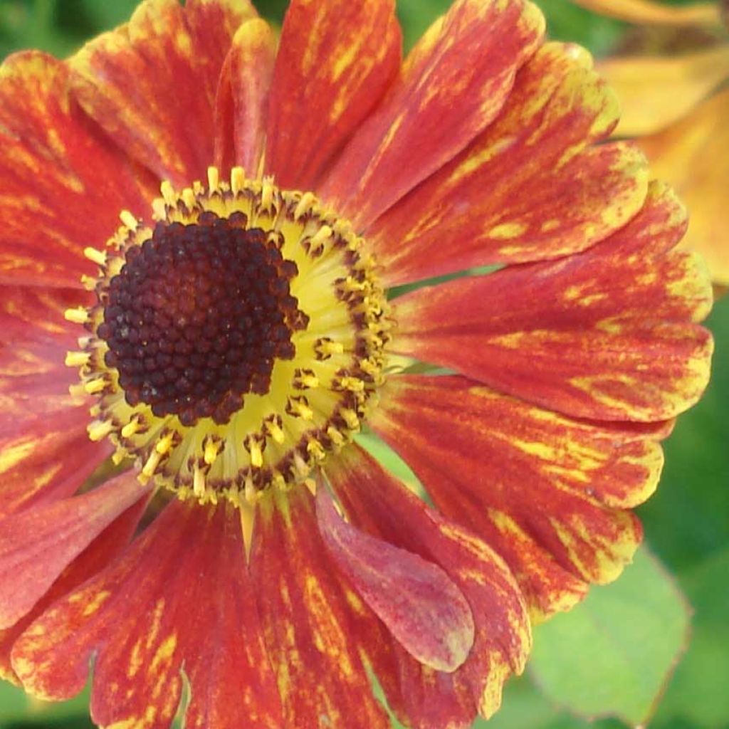 Helenium Marion Nickig