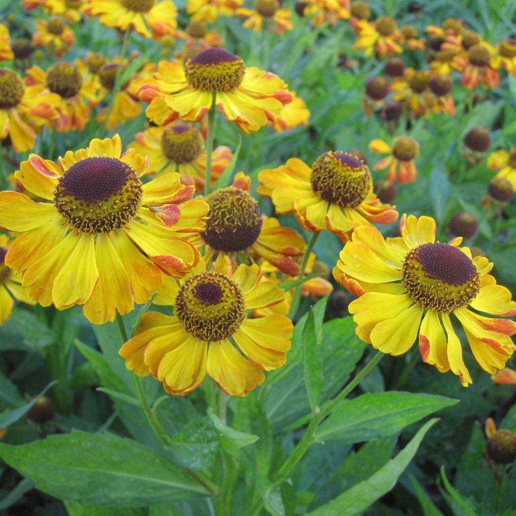 Helenium Rauchtopas