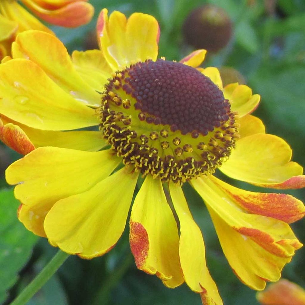 Helenium Rauchtopas