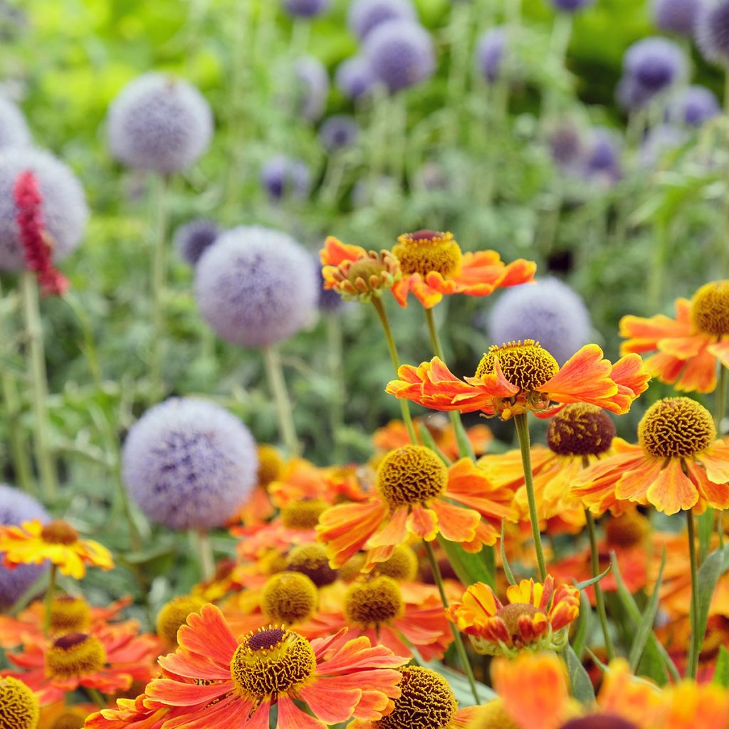 Helenium Sahins Early Flowerer