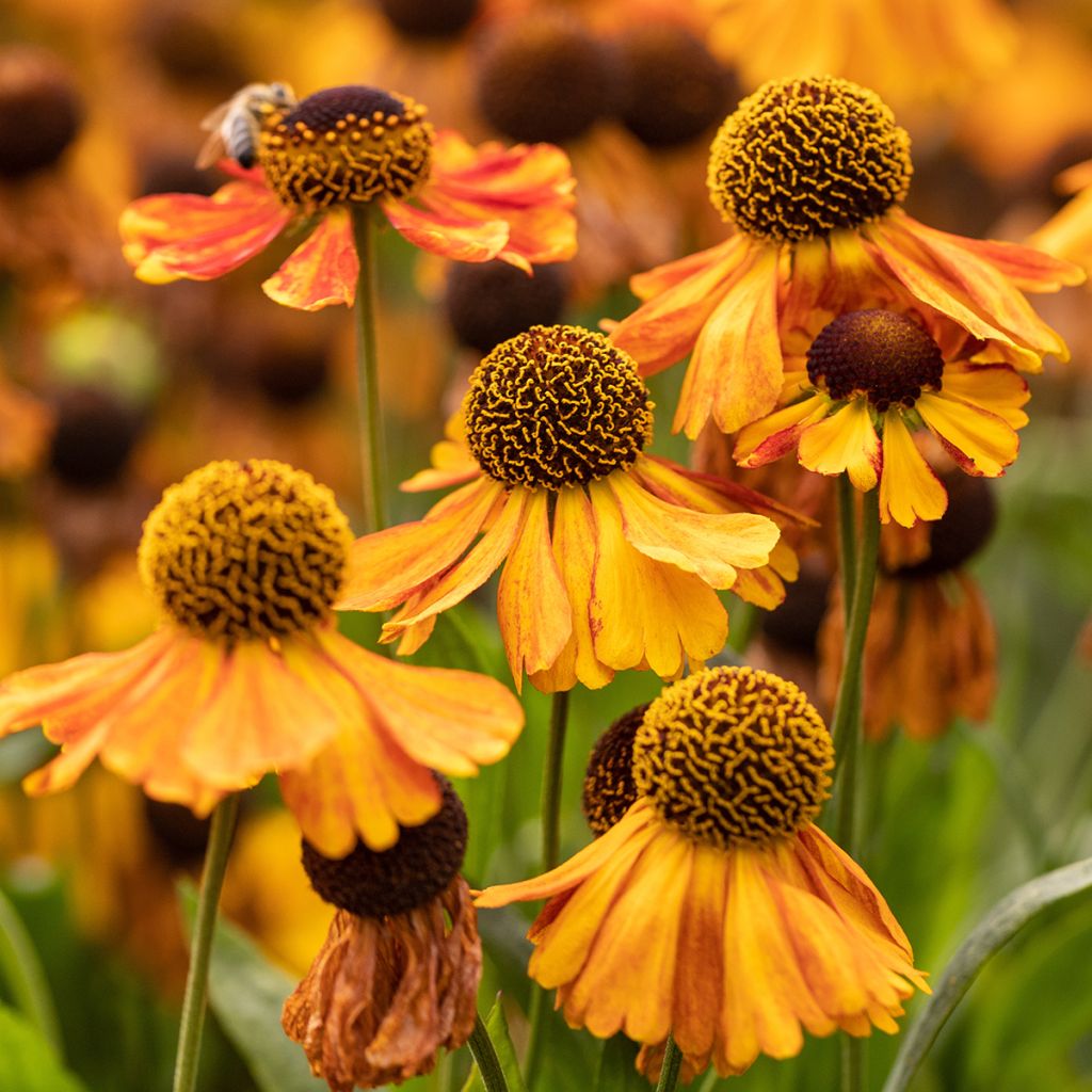 Helenium Sahins Early Flowerer