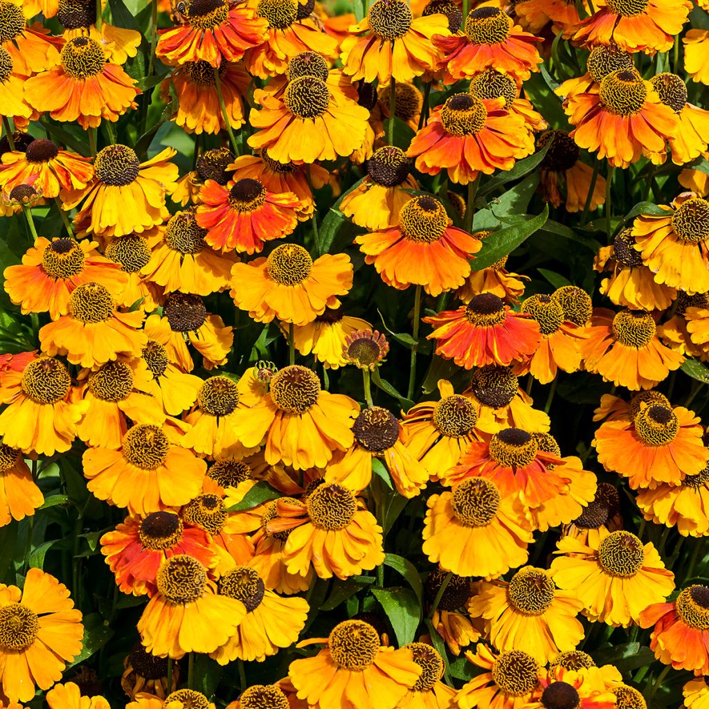 Helenium Sahins Early Flowerer