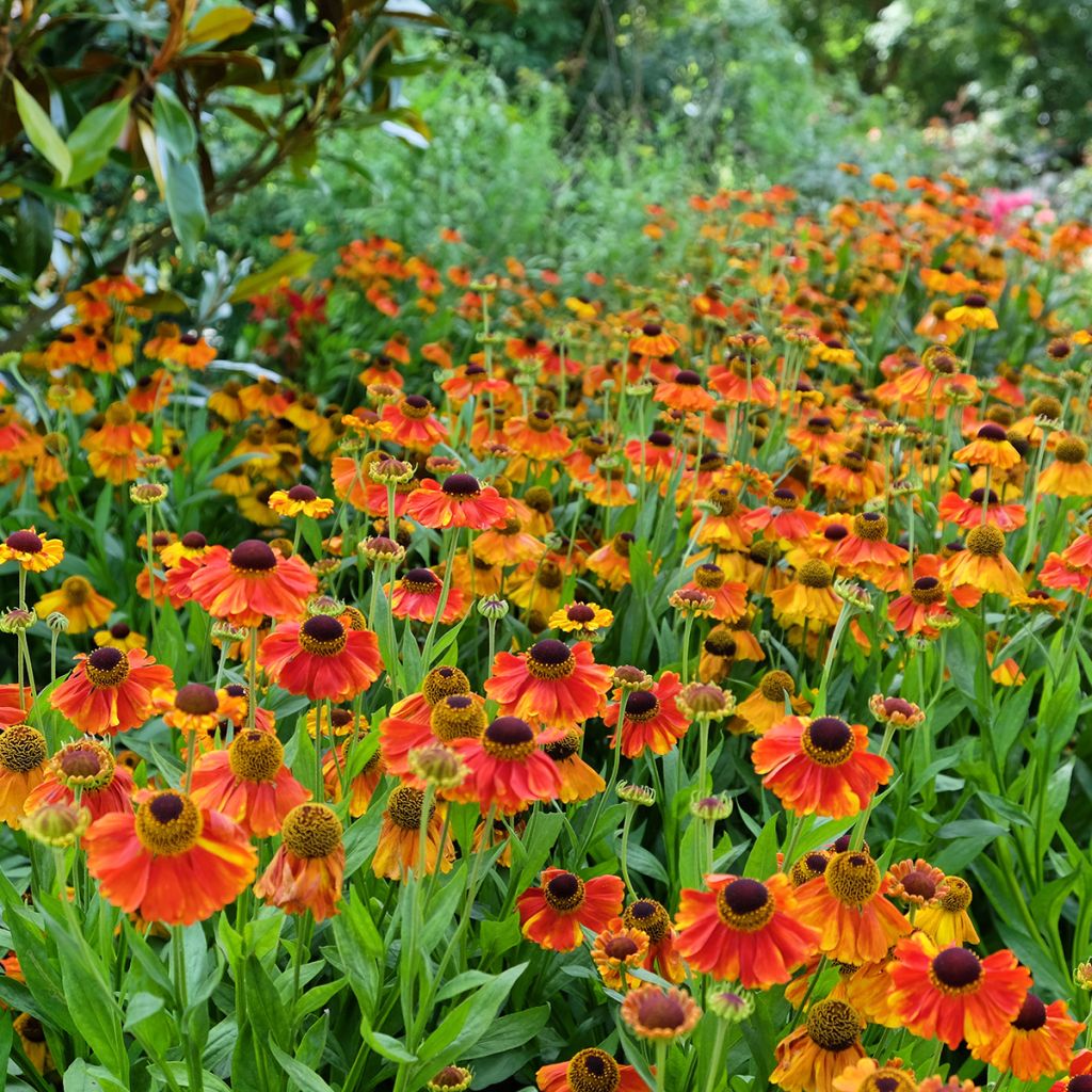 Helenium Sahins Early Flowerer