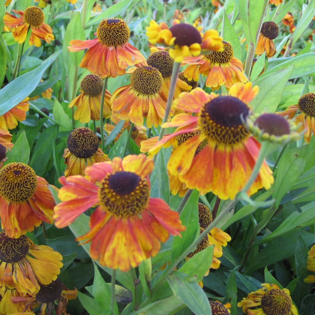 Helenium Sahins Early Flowerer